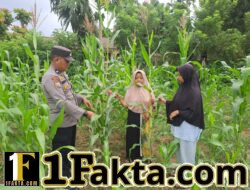 Bhabinkamtibmas Polsek Bangkinang Barat Monitor Lahan Ketahanan Pangan Desa Pulau Jambu