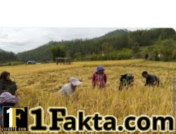 Babinsa Koramil 05/Linge Dampingi Petani Panen Padi di Kute Baru, Dukung Ketahanan Pangan Nasional