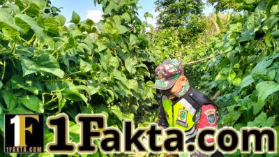 Serda Anzas Fajar Bantu Panen Buncis di Burni Bius, Beri Motivasi Petani Tingkatkan Produksi