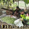 Serda Anzas Fajar Bantu Panen Buncis di Burni Bius, Beri Motivasi Petani Tingkatkan Produksi