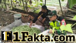 Serda Anzas Fajar Bantu Panen Buncis di Burni Bius, Beri Motivasi Petani Tingkatkan Produksi