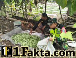 Serda Anzas Fajar Bantu Panen Buncis di Burni Bius, Beri Motivasi Petani Tingkatkan Produksi
