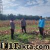 Polsek Tapung Dukung Swasembada Pangan Aktif dan Rutin Monitor Perkembangan Jagung di Desa Indrapuri
