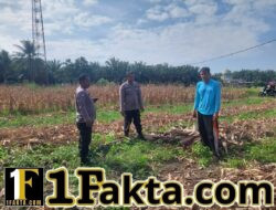 Polsek Tapung Dukung Swasembada Pangan Aktif dan Rutin Monitor Perkembangan Jagung di Desa Indrapuri