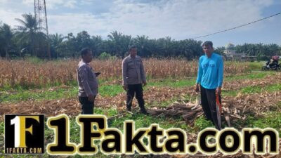Polsek Tapung Dukung Swasembada Pangan Aktif dan Rutin Monitor Perkembangan Jagung di Desa Indrapuri