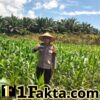 Langkah Nyata Dukung Program Ketahan Pangan Personel Polsek Bangkinang Barat Terus Pantau Jagung Desa Siabu