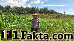 Langkah Nyata Dukung Program Ketahan Pangan Personel Polsek Bangkinang Barat Terus Pantau Jagung Desa Siabu