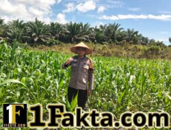 Langkah Nyata Dukung Program Ketahan Pangan Personel Polsek Bangkinang Barat Terus Pantau Jagung Desa Siabu