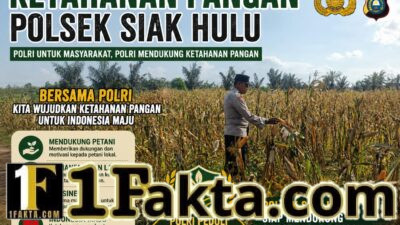 Bhabinkamtibmas Desa Pandau Jaya Monitoring Perkembangan Jagung Pipil untuk Mendukung Ketahanan Pangan