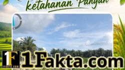 Bhabinkamtibmas Polsek Siak Hulu Cek Perkembangan Tanaman Jagung Koppsa M, Dukung Swasembada Pangan Nasional 