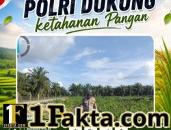 Bhabinkamtibmas Polsek Siak Hulu Cek Perkembangan Tanaman Jagung Koppsa M, Dukung Swasembada Pangan Nasional 