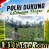 BHABINKAMTIBMAS DESA PANDAU JAYA CEK PERKEMBANGAN TANAMAN JAGUNG, DUKUNG KETAHANAN PANGAN DAERAH