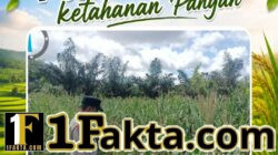 BHABINKAMTIBMAS DESA PANDAU JAYA CEK PERKEMBANGAN TANAMAN JAGUNG, DUKUNG KETAHANAN PANGAN DAERAH