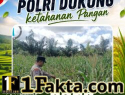 BHABINKAMTIBMAS DESA PANDAU JAYA CEK PERKEMBANGAN TANAMAN JAGUNG, DUKUNG KETAHANAN PANGAN DAERAH
