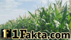 DUKUNG KETAHANAN PANGAN, BHABINKAMTIBMAS DESA TANAH MERAH TURUN LANGSUNG PANTAU TANAMAN JAGUNG WARGA