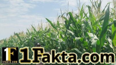 DUKUNG KETAHANAN PANGAN, BHABINKAMTIBMAS DESA TANAH MERAH TURUN LANGSUNG PANTAU TANAMAN JAGUNG WARGA