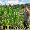 Langkah Nyata Dukung Program Ketahanan Pangan Polsek Bangkinang Barat Terus Pantau Perawatan Jagung
