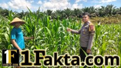 Langkah Nyata Dukung Program Ketahanan Pangan Polsek Bangkinang Barat Terus Pantau Perawatan Jagung