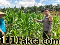 Langkah Nyata Dukung Program Ketahanan Pangan Polsek Bangkinang Barat Terus Pantau Perawatan Jagung