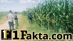 Aktifnya Polsek Bangkinang Barat Perawatan Tanaman Jagung Desa Batu Langkah Kecil Jaga Stabilitas Dukung Program Ketahanan Pangan