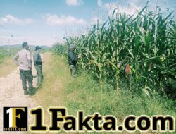 Aktifnya Polsek Bangkinang Barat Perawatan Tanaman Jagung Desa Batu Langkah Kecil Jaga Stabilitas Dukung Program Ketahanan Pangan