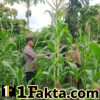 Polsek Bangkinang Barat Cek Perkembangan dan Perawatan Tanaman Jagung Desa Pulau Jambu
