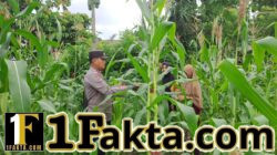 Polsek Bangkinang Barat Cek Perkembangan dan Perawatan Tanaman Jagung Desa Pulau Jambu