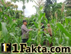 Polsek Bangkinang Barat Cek Perkembangan dan Perawatan Tanaman Jagung Desa Pulau Jambu