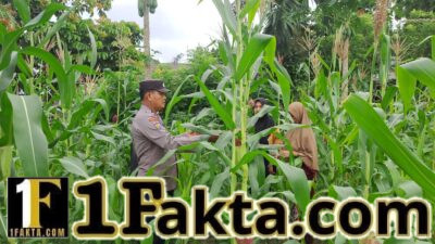 Polsek Bangkinang Barat Cek Perkembangan dan Perawatan Tanaman Jagung Desa Pulau Jambu