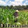 Prioritas Ketahanan Pangan Personel Polsek Bangkinang Barat Terus Pantau Cek Perkembangan Jagung Desa Siabu