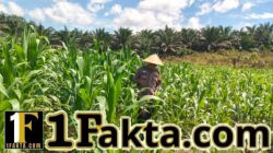 Prioritas Ketahanan Pangan Personel Polsek Bangkinang Barat Terus Pantau Cek Perkembangan Jagung Desa Siabu
