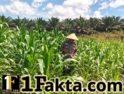 Prioritas Ketahanan Pangan Personel Polsek Bangkinang Barat Terus Pantau Cek Perkembangan Jagung Desa Siabu