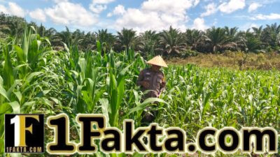 Prioritas Ketahanan Pangan Personel Polsek Bangkinang Barat Terus Pantau Cek Perkembangan Jagung Desa Siabu