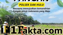 Polsek Siak Hulu Terus Pantau Cek dan Prioritaskan Perkembangan Jagung Lahan Koppsa M, Dukung Program Asta Cita