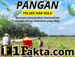 Polsek Siak Hulu Terus Pantau Cek dan Prioritaskan Perkembangan Jagung Lahan Koppsa M, Dukung Program Asta Cita