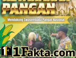 BHABINKAMTIBMAS DESA TANAH MERAH LAKUKAN MONITORING TANAMAN JAGUNG, WUJUD DUKUNGAN POLRI TERHADAP KETAHANAN PANGAN