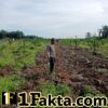 Bhabinkamtibmas Polsek Tapung Secara Rutin Cek Perkembangan dan Perawatan Pertumbuhan Jagung Desa Sumber Makmur