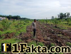 Bhabinkamtibmas Polsek Tapung Secara Rutin Cek Perkembangan dan Perawatan Pertumbuhan Jagung Desa Sumber Makmur