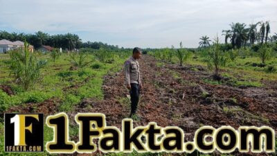 Bhabinkamtibmas Polsek Tapung Secara Rutin Cek Perkembangan dan Perawatan Pertumbuhan Jagung Desa Sumber Makmur