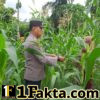 Polsek Bangkinang Barat Sambangi Petani Pemelihara Pertumbuhan Jagung Desa Pulau Jambu
