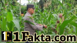 Polsek Bangkinang Barat Sambangi Petani Pemelihara Pertumbuhan Jagung Desa Pulau Jambu