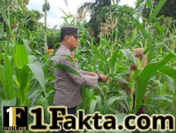 Polsek Bangkinang Barat Sambangi Petani Pemelihara Pertumbuhan Jagung Desa Pulau Jambu