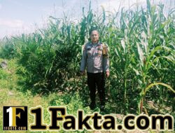 Personel Polsek Bangkinang Terus Cek dan Pantau Perkembangan Pertumbuhan Jagung di PT Simas Sawit Aliantan