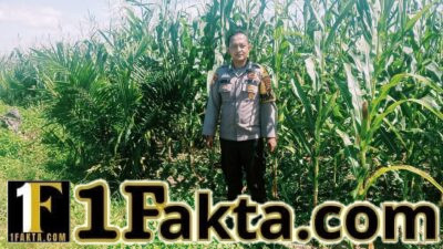 Personel Polsek Bangkinang Terus Cek dan Pantau Perkembangan Pertumbuhan Jagung di PT Simas Sawit Aliantan