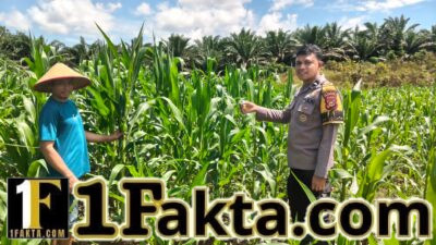 Cek Perkembangan dan Pemelihara Tanaman Jagung Desa Siabu Polsek Bangkinang Barat Wujudkan Program Asta Cita