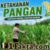 Personel Polsek Siak Hulu Terus Lakukan Pengecekan dan Perawatan Jagung Desa Pandau Jaya Dukungan Program Asta Cita