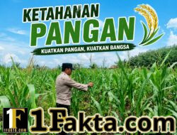Personel Polsek Siak Hulu Terus Lakukan Pengecekan dan Perawatan Jagung Desa Pandau Jaya Dukungan Program Asta Cita