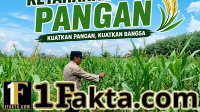 Personel Polsek Siak Hulu Terus Lakukan Pengecekan dan Perawatan Jagung Desa Pandau Jaya Dukungan Program Asta Cita