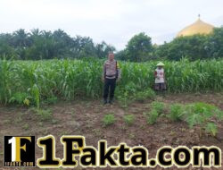 Pastikan Tumbuh dengan Baik, Polsek Tapung Lakukan Pengecekan dan Perawatan Tanaman Jagung Pipil