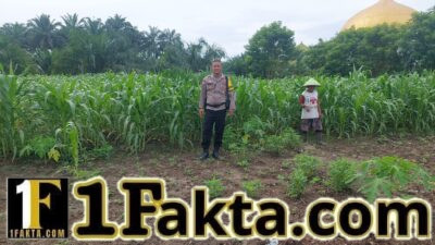 Pastikan Tumbuh dengan Baik, Polsek Tapung Lakukan Pengecekan dan Perawatan Tanaman Jagung Pipil